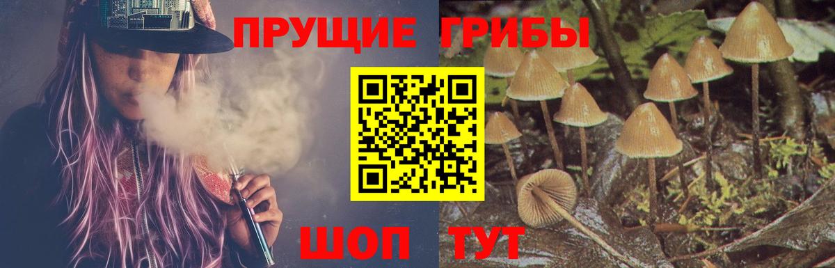 Липецк  наркота  Вход с VPN  Псилоцибиновые грибы прущие грибы 